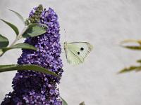 Weissling 01 17-07-2015